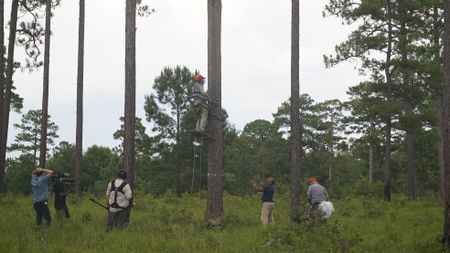 Mark Bailey climbs up a pine tree to fix up a home for the endangered red-cockaded woodpecker while Christian Cooper assists from below. (National Geographic for Disney)