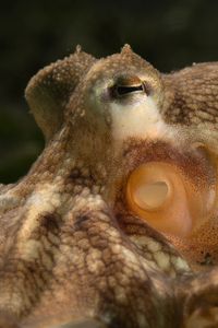 A Coconut octopus (Amphioctopus marginatus).(National Geographic for Disney/Craig Parry)