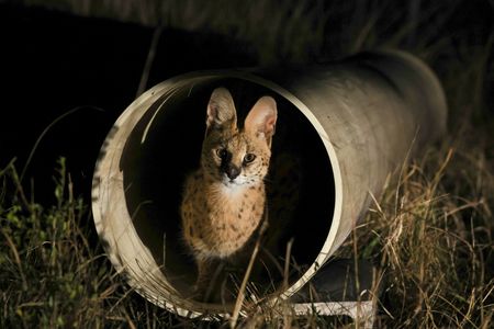 A serval stands inside of a pipe at Secunda Power Plant, South Africa. (National Geographic/Ellie Ryder)