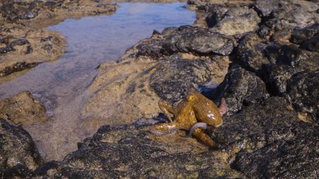 An island octopus walking on the rocks. (credit: National Geographic/Christian Dimitrius)
