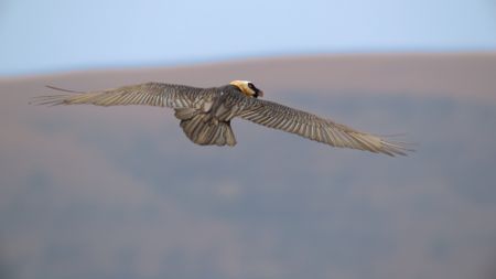 A bearded vulture glides through the air with wings fully spread. (National Geographic)
