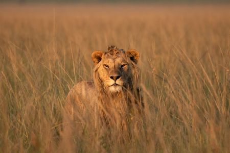 Nzuri, one of Kio's brothers, stands in the tall grass. (National Geographic/Claire Arthur)