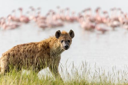 A spotted hyena walking along the shore of Lake Elmenteita with flocks of flamingoes in the background. (National Geographic/Alicia Russo)