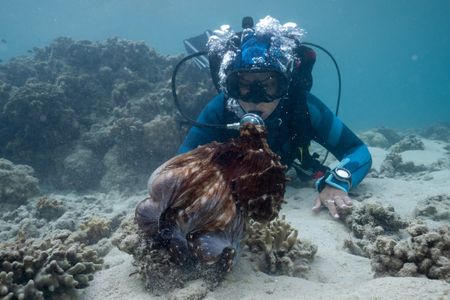 A Day octopus (Octopus Cyanea) parachutes her web over a coral head, using her arms to forage in the crevices below, while Dr. Alex Schnell observes on SCUBA.  (National Geographic for Disney/Craig Parry)