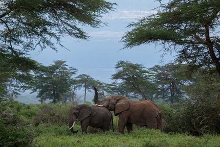 A elephants roam through Kimana Sanctuary, a crucial corridor that links Amboseli National Park with the Chyulu Hills and Tsavo protected areas in Kenya, on May 23, 2022. As well as being the largest land mammal on earth, elephants are a keystone species and play an important role in the environment where they live. However, having roamed the wild for 15 million years, today, this iconic species faces the biggest threats to its survival due to ivory poaching, human-wildlife conflict and habitat destruction.(National Geographic for Disney/Nichole Sobecki)