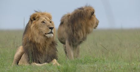Osapuk stands alongside his coalition partner as the two pride males patrol the pride’s territory. (National Geographic)