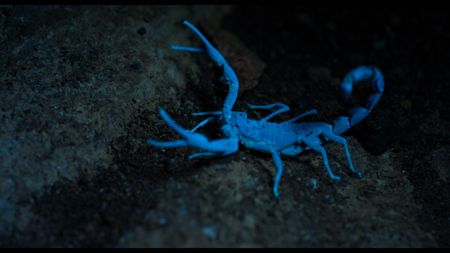A scorpion under ultraviolet light in Cueva de los Tayos, Ecuador. (credit: National Geographic)