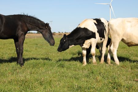 A horse and cattle interact in the Pol family's animal pasture. (National Geographic)