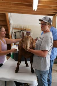 Aurora and Evan Urwiler hold one of their goats on the table, as Dr. Ben Schroeder gets his stethoscope ready. (National Geographic)