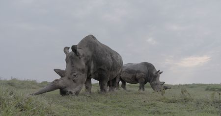 Najin (left) and Fatu, the last two Northern White Rhinos.  (credit: National Geographic)
