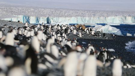 An colony of Gentoo penguins gather on a rocky shore with a large ice sheet in the background in Antarctica. (Getty Images)