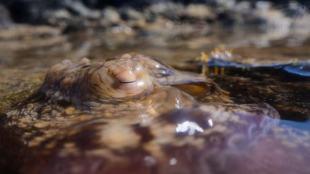 An island octopus peering above the water. (credit: National Geographic/Christian Dimitrius)
