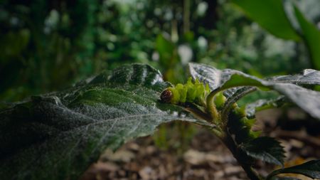 An African moon moth caterpillar on a plant. (National Geographic)