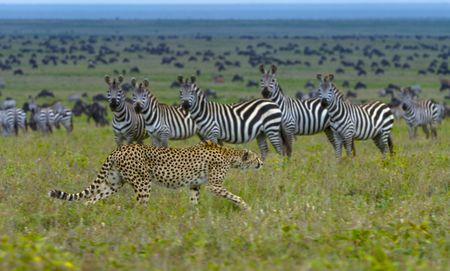 A cheetah stalks in front of a herd of onlooking zebras.  (credit: National Geographic/Tom Walker)