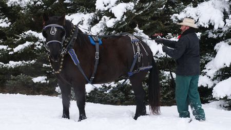 Dr. Ben Schroeder prepares his horse Victor to pull their sleigh. (National Geographic)