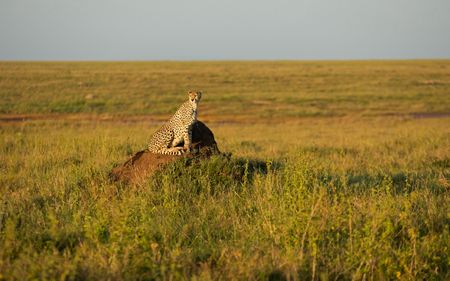 An adult cheetah sits on a rock in the grass plains.  (credit: National Geographic/Will Greenlees)