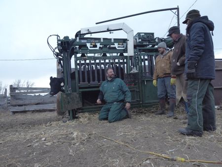 Dr. Ben Schroeder tells ranch partner Mark Wortmann and owner Jerry Stewart that a cow's swollen knee is due to a joint infection, as Dr. Erin Schroeder looks on. (National Geographic)