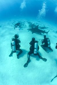 Matt Smukall, Zoleka Filander, and Eric Stackpole sit at the ocean floor while Crew Steve Hudson lures sharks with a bait box. (National Geographic)