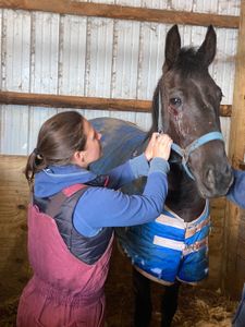 Dr. Lisa inspects a nasty cut that just missed this young mare's eye. (National Geographic/Bobby Falcon-Hart)