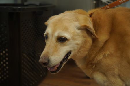 Dutchess, the dog, has a large tumor that needs to come off her stomach. (National Geographic for Disney/Felix Rojas)