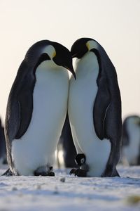 Two adult Emperor penguins  standing face to face, each with a chick between their legs.  (credit: National Geographic/Alex Ponniah)