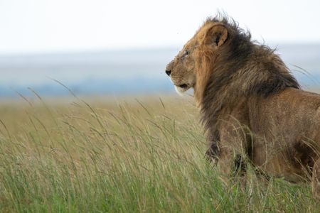 One of the three pride males gazes across the horizon. (National Geographic/Joe Treddenick)