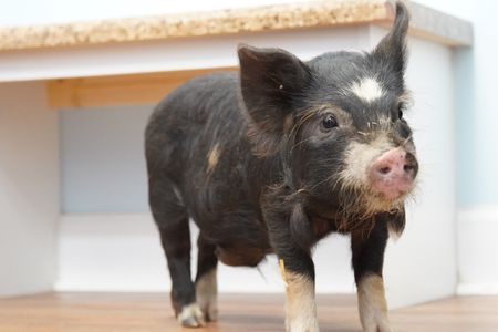 Smoke, the pig, has a hernia that is in need of repair. (National Geographic for Disney/Felix Rojas)