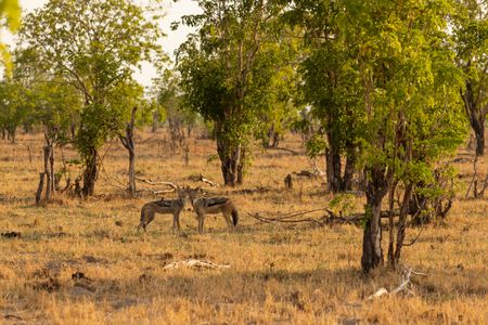 Black-backed jackals live in highly-bonded breeding pairs. (National Geographic/Kimberley Bartholomew)