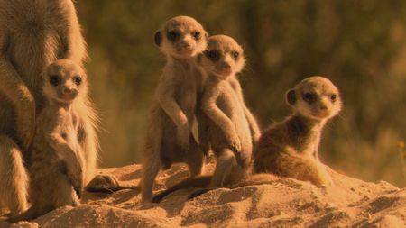 A group of young meerkat pups all look at something in the distance from the edge of their burrow in the desert in South Africa. (BBC Motion Gallery - BBC Natural History/Getty Images)