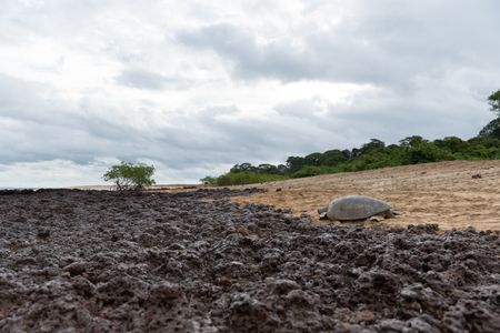 A green turtle attempts to return back to the sea but low tide forces it to climb over an exposed coral reef. (National Geographic/Sacha Thorpe)