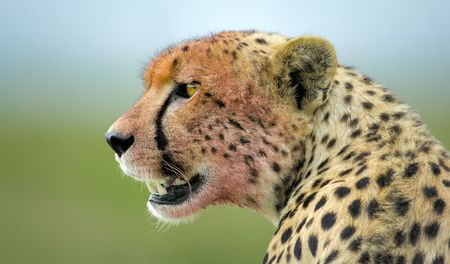A cheetah's face is lightly stained with blood after eating a kill.  (credit: National Geographic/Tom Walker)