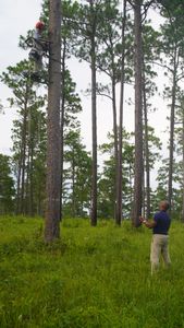 Mark Bailey climbs up a pine tree to fix up a home for the endangered red-cockaded woodpecker while Christian Cooper assists from below. (National Geographic for Disney)