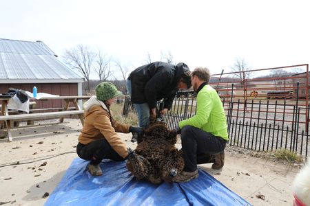Beth Pol holds down one of the pregnant Merino sheep while Charles Pol shears the sheep's wool and Ben Reinhold holds the sheep's other arm. (National Geographic)