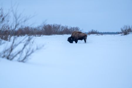 A wood bison is spotted in the wilderness near Shageluk by Chevie Roach and his cousin, Roger Hamilton Jr. (BBC Studios Reality Productions/Jayce Kolinski)