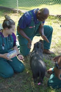 Dr. Ferguson attempts to make friends with Bella, the pig, before her physical exam. (National Geographic for Disney/Nicholas Reaves)