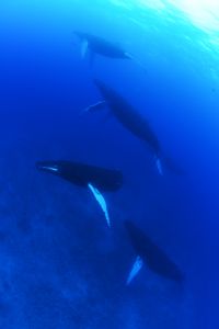 Four humpback whales swimming underwater. (National Geographic/James Loudon)
