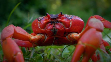 A close-up of a Christmas Island red crab. (Credit: Shutterstock/AusVideo)
