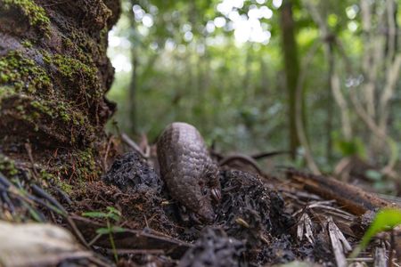 A white-bellied pangolin hunts for insects at a wildlife sanctuary in Liberia. (National Geographic/George Woodcock)