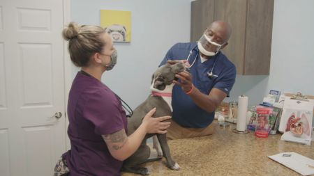 Dr. Ferguson takes a look at the puppy teeth on Skye, the dog. (National Geographic for Disney)
