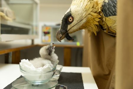 A vulture chick responds to a lifelike model used by the Bearded Vulture Recovery Program to hand rear chicks. (National Geographic/Martha Mutiso)