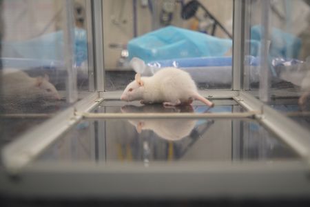 Khaleesi, the rat, is put in an anesthesia box before her partial tail amputation. (National Geographic for Disney/Felix Rojas)