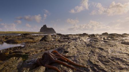 An island octopus walking on the rocks. (credit: National Geographic/Christian Dimitrius)