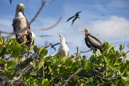 Frigatebirds with a chick at their nest in the mangroves. (National Geographic/Lydia Baines)