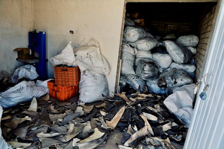 Piles and bags of shark fins sit in a shark fin stash house.(National Geographic)