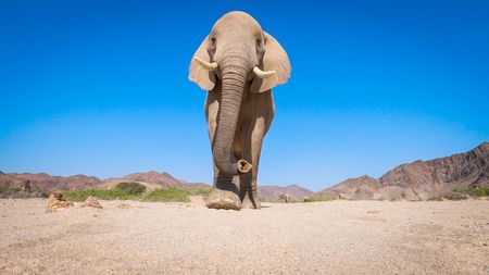 The desert elephant matriarch leads the herd through The Hoanib, this photo illustrates the height of the elephants here when seen from ground level. (National Geographic for Disney/Robbie Labanowski)