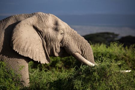 An elephant roams through Kimana Sanctuary, a crucial corridor that links Amboseli National Park with the Chyulu Hills and Tsavo protected areas in Kenya, on May 23, 2022. As well as being the largest land mammal on earth, elephants are a keystone species and play an important role in the environment where they live. However, having roamed the wild for 15 million years, today, this iconic species faces the biggest threats to its survival due to ivory poaching, human-wildlife conflict and habitat destruction. (National Geographic for Disney/Nichole Sobecki)