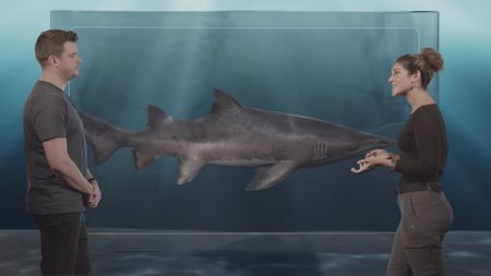 Dr. David Kurnick and Dr. Diva Amon talking in the shark studio lab about the unique behavior and evolution of Sand Tiger Sharks whilst a GFX shark swims by them in the background. (National Geographic)