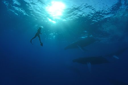 A crew diver swims next to two humpback whales. (National Geographic/James Loudon)