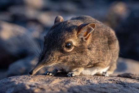 A Somali sengi in the lava fields of Djibouti. (National Geographic/Robin Cox)