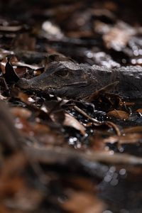 A dwarf crocodile nestled amongst the leaf litter in the swamp forests of Gabon. (National Geographic/Clement Kiragu)